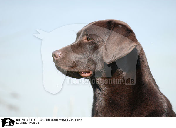 Labrador Portrait / Labrador Portrait / MR-01415