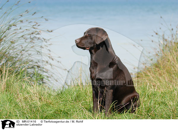sitzender Labrador / sitting Labrador / MR-01416