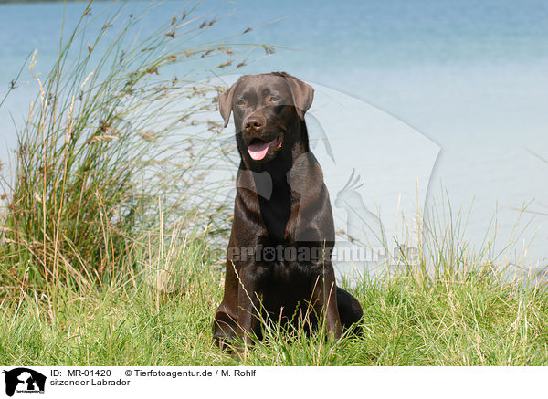 sitzender Labrador / sitting Labrador / MR-01420
