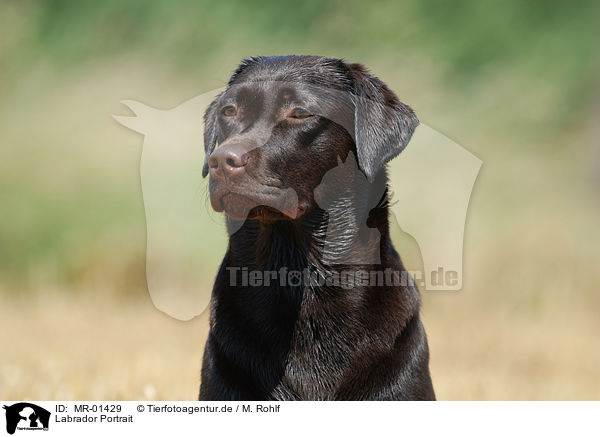 Labrador Portrait / Labrador Portrait / MR-01429