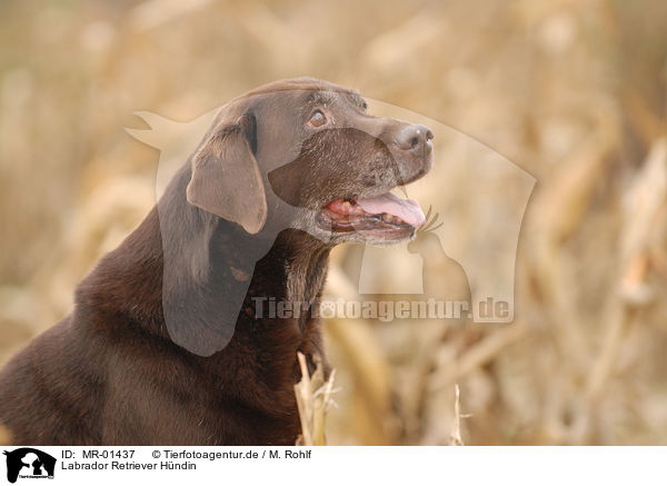 Labrador Retriever Hndin / MR-01437