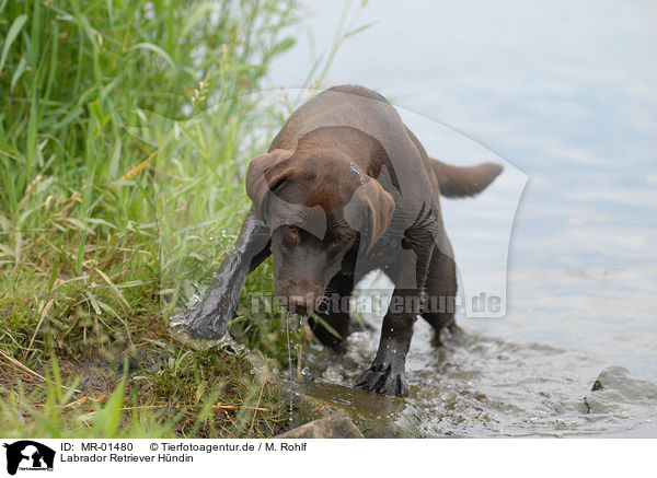 Labrador Retriever Hndin / MR-01480