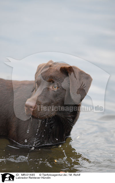 Labrador Retriever Hndin / MR-01485
