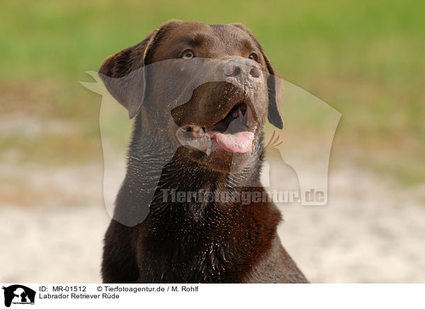 Labrador Retriever Rde / brown Labrador / MR-01512