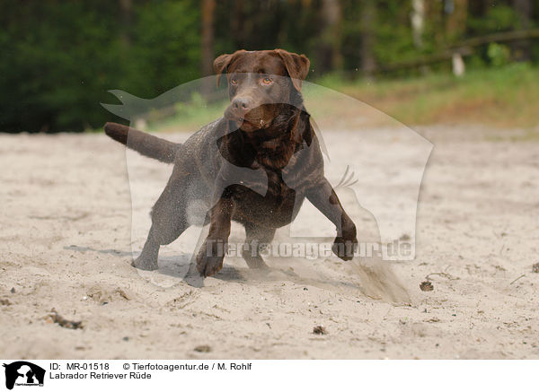 Labrador Retriever Rde / brown Labrador / MR-01518