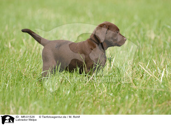 Labrador Welpe / chocolate Labrador Puppy / MR-01526