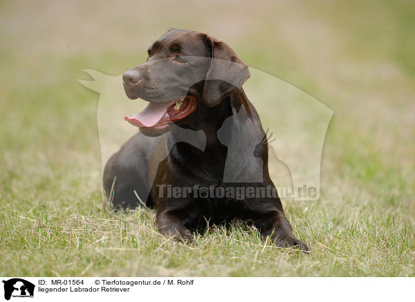liegender Labrador Retriever / MR-01564
