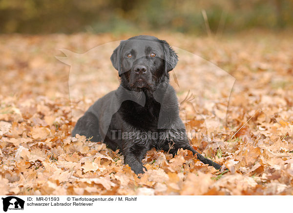 schwarzer Labrador Retriever / MR-01593