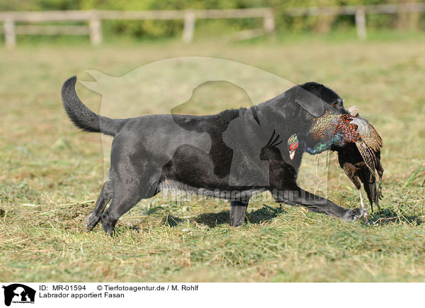 Labrador apportiert Fasan / Labrador retrieves pheasant / MR-01594