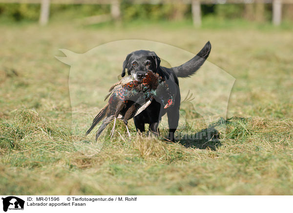 Labrador apportiert Fasan / Labrador retrieves pheasant / MR-01596