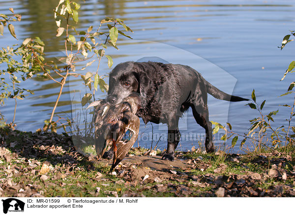 Labrador apportiert Ente / Labrador retrieves duck / MR-01599