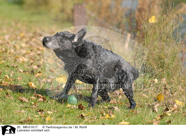 Labrador schttelt sich / MR-01617