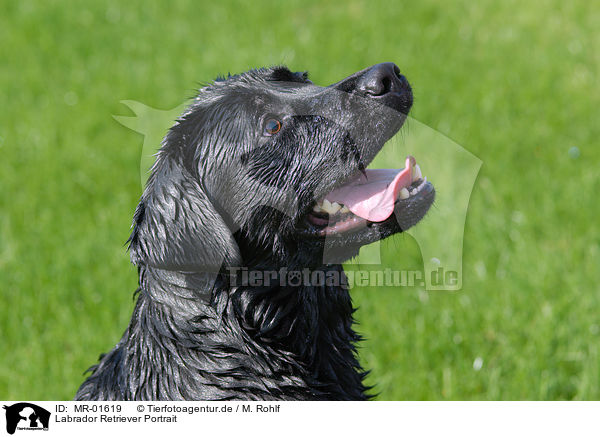 Labrador Retriever Portrait / MR-01619
