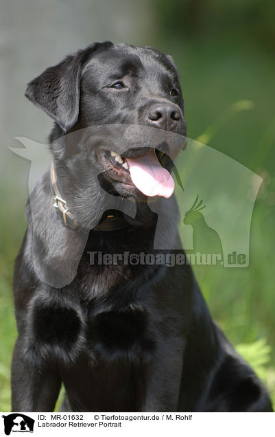 Labrador Retriever Portrait / MR-01632