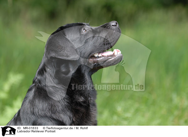 Labrador Retriever Portrait / MR-01633