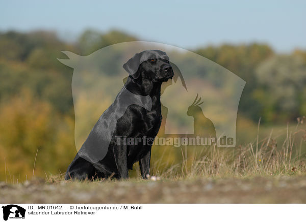 sitzender Labrador Retriever / MR-01642