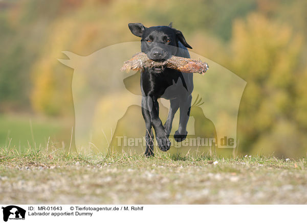 Labrador apportiert Dummy / MR-01643