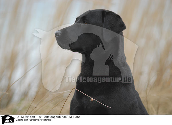 Labrador Retriever Portrait / MR-01650