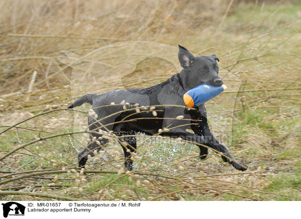 Labrador apportiert Dummy / MR-01657