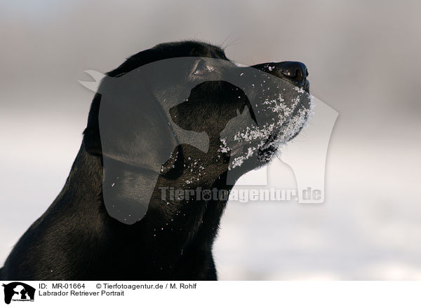 Labrador Retriever Portrait / MR-01664