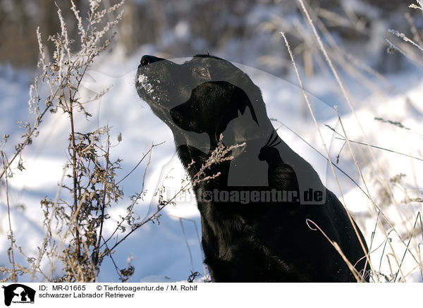 schwarzer Labrador Retriever / MR-01665