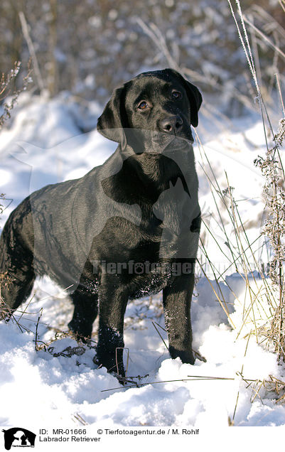 Labrador Retriever / MR-01666