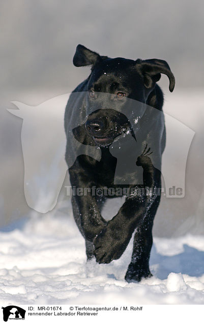 rennender Labrador Retriever / MR-01674