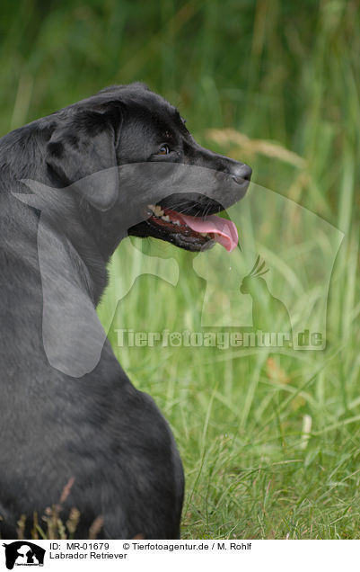 Labrador Retriever / MR-01679