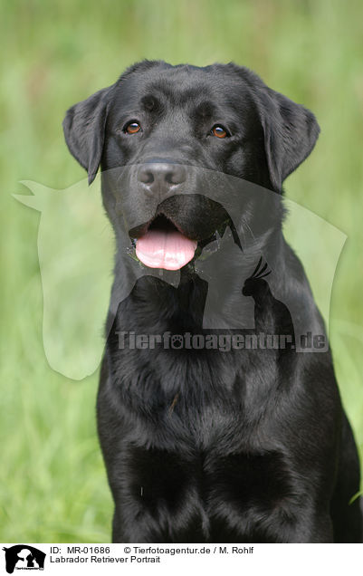 Labrador Retriever Portrait / MR-01686