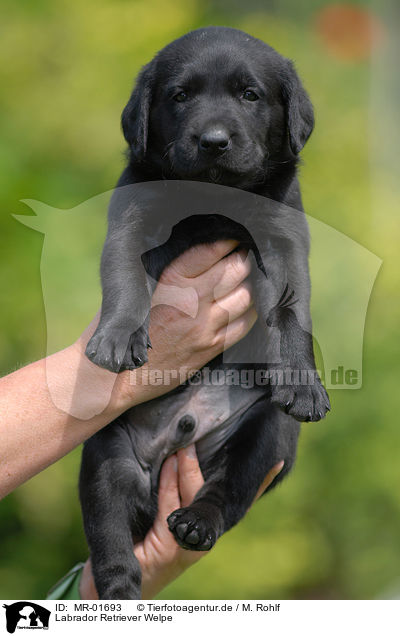 Labrador Retriever Welpe / MR-01693