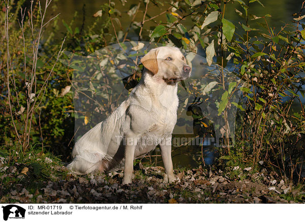 sitzender Labrador / sitting Labrador / MR-01719