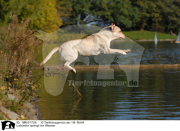 Labrador springt ins Wasser / MR-01729