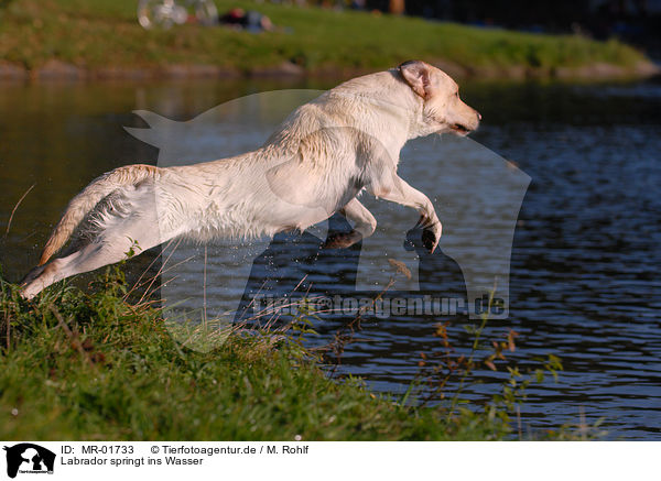 Labrador springt ins Wasser / Labrador jump in water / MR-01733