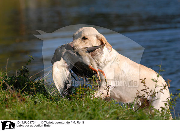 Labrador apportiert Ente / MR-01734