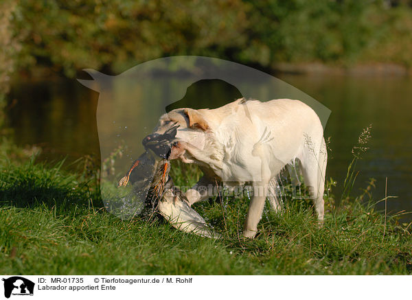 Labrador apportiert Ente / MR-01735