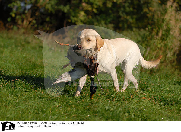 Labrador apportiert Ente / MR-01736
