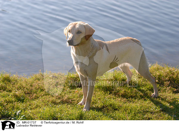 Labrador Retriever / MR-01737