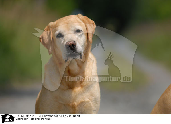 Labrador Retriever Portrait / MR-01744
