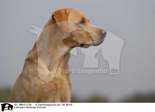 Labrador Retriever Portrait / MR-01749