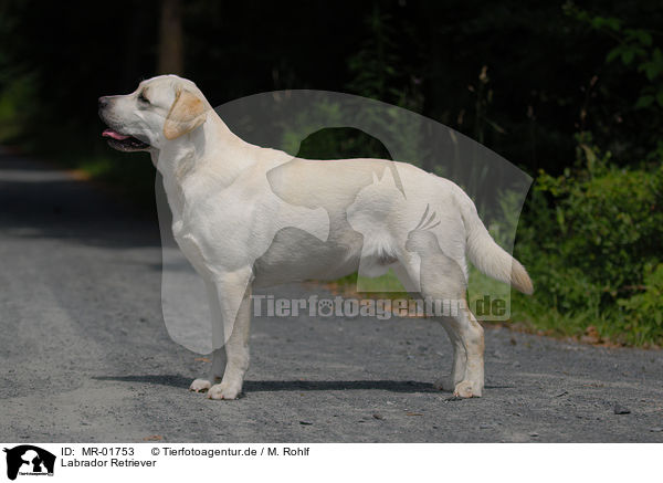 Labrador Retriever / Labrador Retriever / MR-01753
