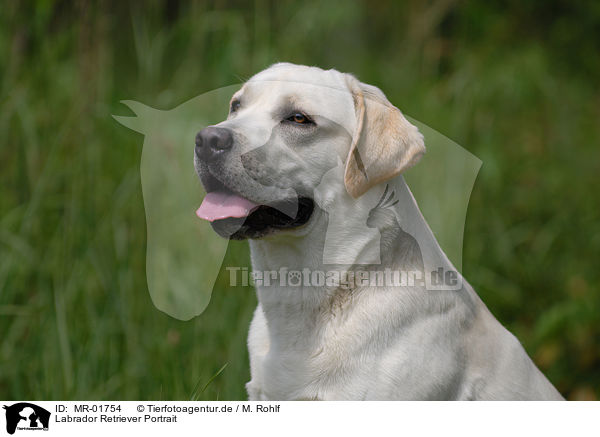 Labrador Retriever Portrait / MR-01754