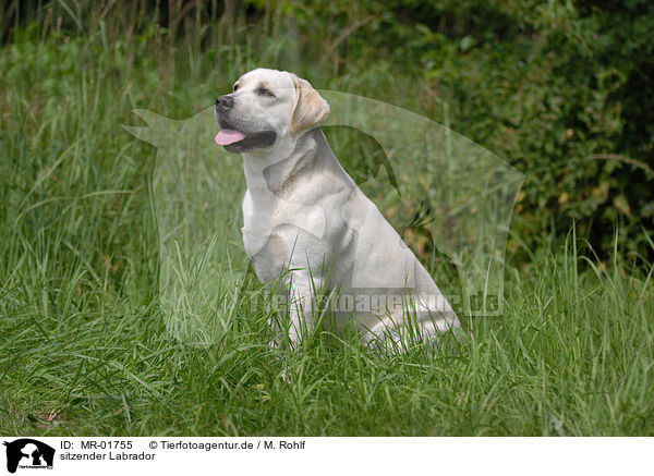 sitzender Labrador / MR-01755