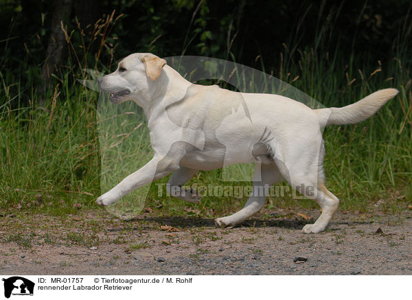 rennender Labrador Retriever / MR-01757