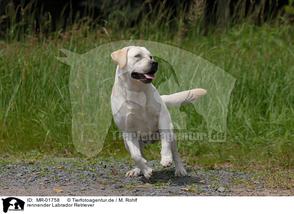 rennender Labrador Retriever / MR-01758