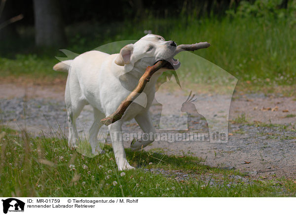 rennender Labrador Retriever / MR-01759