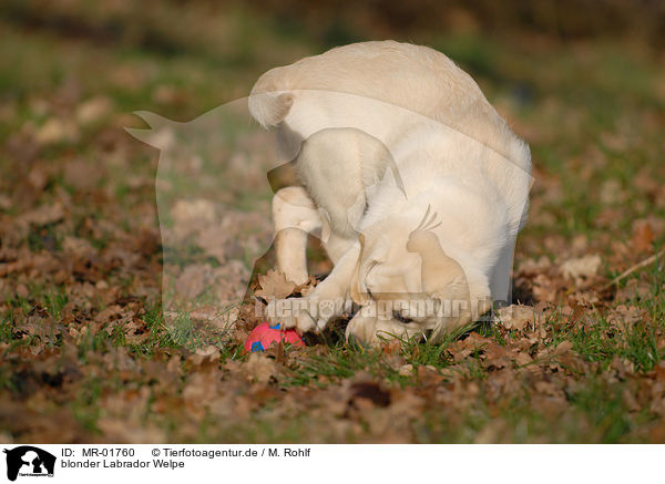 blonder Labrador Welpe / blonde Labrador puppy / MR-01760