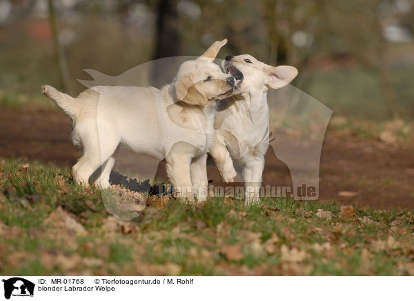 blonder Labrador Welpe / blonde Labrador puppy / MR-01768