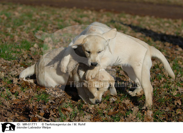 blonder Labrador Welpe / blonde Labrador puppy / MR-01771