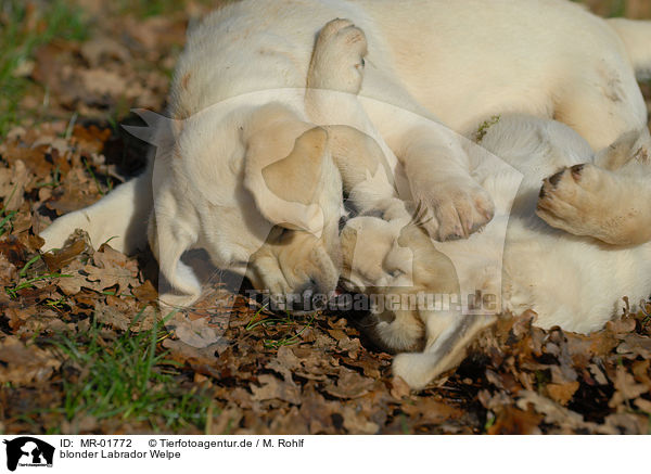 blonder Labrador Welpe / blonde Labrador puppy / MR-01772