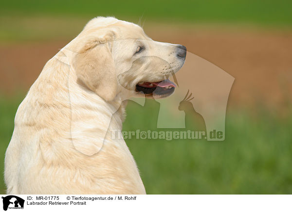 Labrador Retriever Portrait / Labrador Retriever Portrait / MR-01775